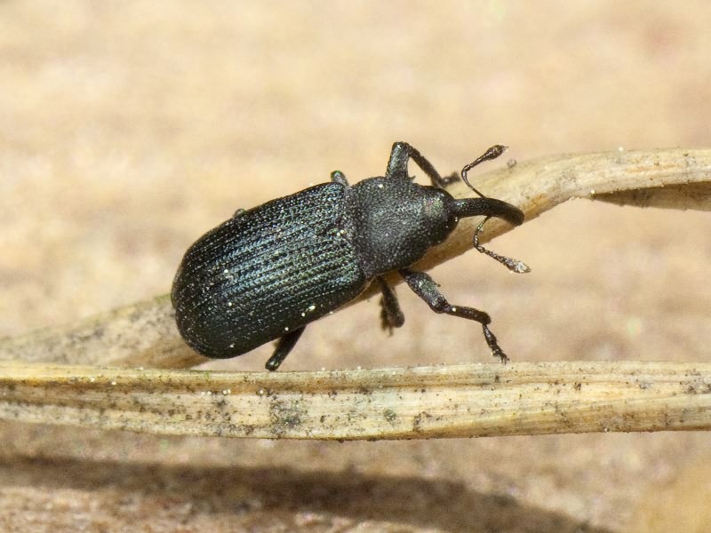 Magdalis (Magdalis) duplicata Germar, 1818